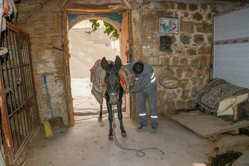 Mardin’de çöp taşıyan kadrolu eşekler emekli oluyor! Artık yerlerine elektrikli paletli araçlar gelecek - Resim: 9