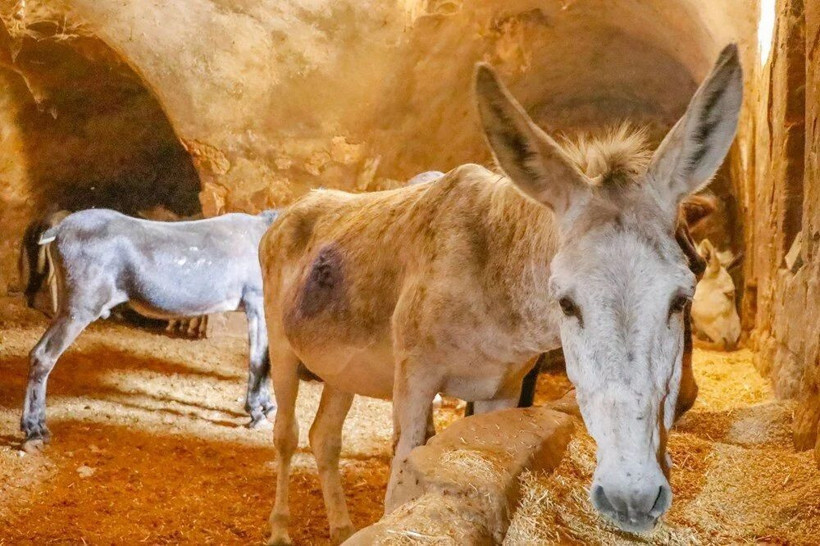 Mardin’de çöp taşıyan kadrolu eşekler emekli oluyor! Artık yerlerine elektrikli paletli araçlar gelecek - Resim: 6