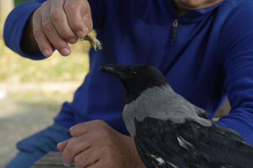 Bu karga çay içip Rize helvası yiyor: Organik gıdaları seviyor - Resim: 4