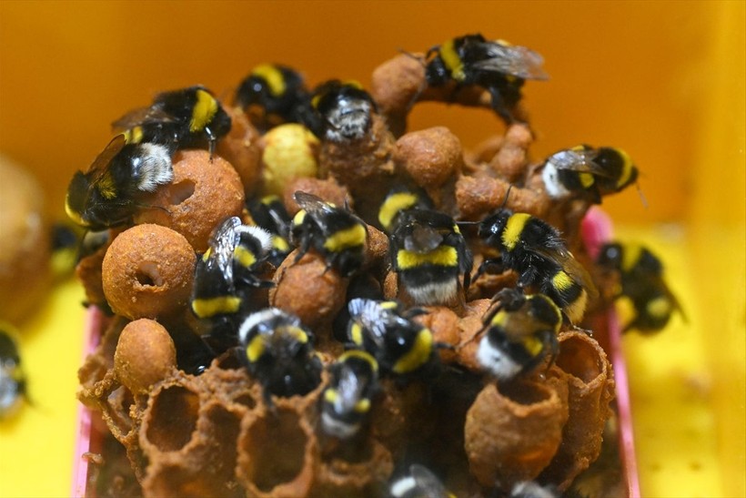 Örtü altı tarımın vazgeçilmezi olan bombus arısı üretimine Van'da da başlandı! Arıların Türkiye'deki sayısı 400 bine ulaştı - Resim: 1