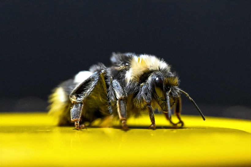 Örtü altı tarımın vazgeçilmezi olan bombus arısı üretimine Van'da da başlandı! Arıların Türkiye'deki sayısı 400 bine ulaştı - Resim: 2