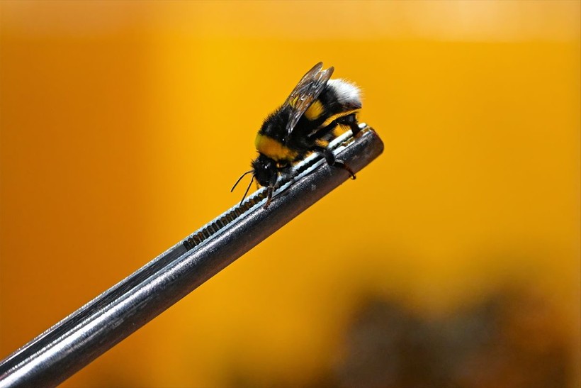 Örtü altı tarımın vazgeçilmezi olan bombus arısı üretimine Van'da da başlandı! Arıların Türkiye'deki sayısı 400 bine ulaştı - Resim: 3