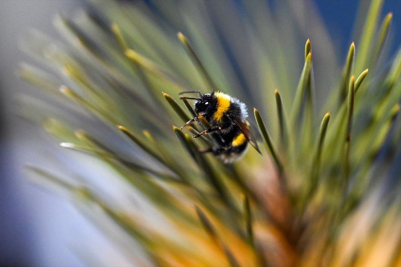 Örtü altı tarımın vazgeçilmezi olan bombus arısı üretimine Van'da da başlandı! Arıların Türkiye'deki sayısı 400 bine ulaştı - Resim: 4