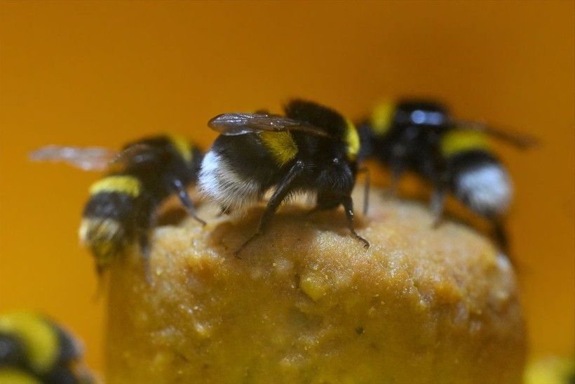 Örtü altı tarımın vazgeçilmezi olan bombus arısı üretimine Van'da da başlandı! Arıların Türkiye'deki sayısı 400 bine ulaştı - Resim: 5