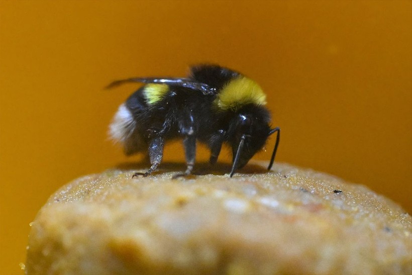Örtü altı tarımın vazgeçilmezi olan bombus arısı üretimine Van'da da başlandı! Arıların Türkiye'deki sayısı 400 bine ulaştı - Resim: 6