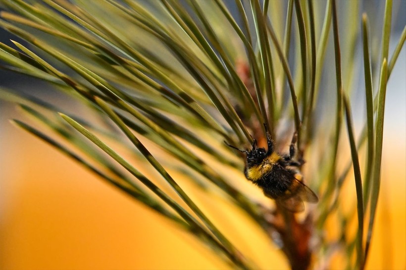 Örtü altı tarımın vazgeçilmezi olan bombus arısı üretimine Van'da da başlandı! Arıların Türkiye'deki sayısı 400 bine ulaştı - Resim: 8