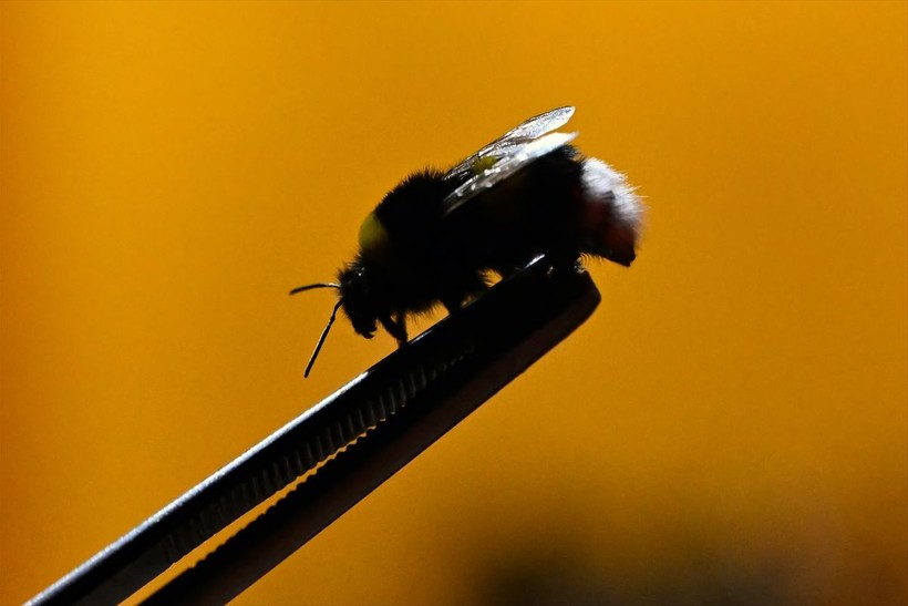 Örtü altı tarımın vazgeçilmezi olan bombus arısı üretimine Van'da da başlandı! Arıların Türkiye'deki sayısı 400 bine ulaştı - Resim: 9