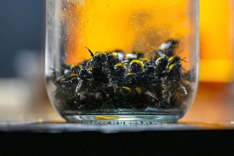 Örtü altı tarımın vazgeçilmezi olan bombus arısı üretimine Van'da da başlandı! Arıların Türkiye'deki sayısı 400 bine ulaştı - Resim: 11