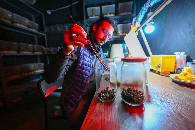 Örtü altı tarımın vazgeçilmezi olan bombus arısı üretimine Van'da da başlandı! Arıların Türkiye'deki sayısı 400 bine ulaştı - Resim: 12