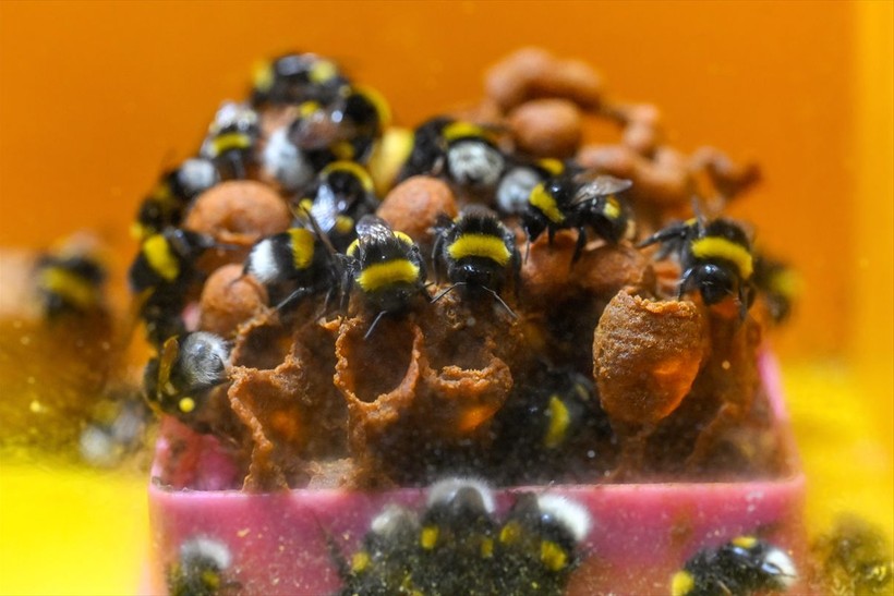 Örtü altı tarımın vazgeçilmezi olan bombus arısı üretimine Van'da da başlandı! Arıların Türkiye'deki sayısı 400 bine ulaştı - Resim: 13