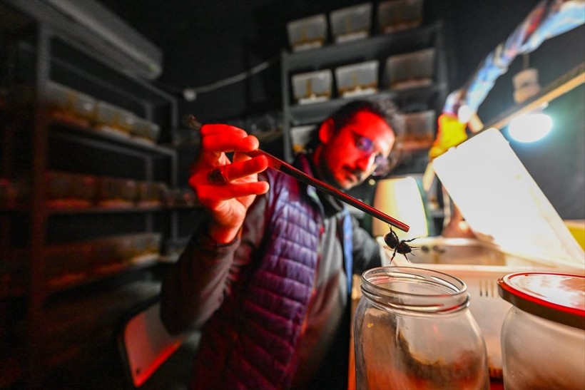 Örtü altı tarımın vazgeçilmezi olan bombus arısı üretimine Van'da da başlandı! Arıların Türkiye'deki sayısı 400 bine ulaştı - Resim: 14
