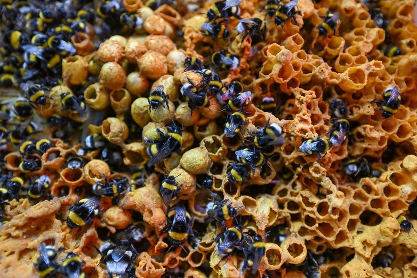 Örtü altı tarımın vazgeçilmezi olan bombus arısı üretimine Van'da da başlandı! Arıların Türkiye'deki sayısı 400 bine ulaştı - Resim: 15