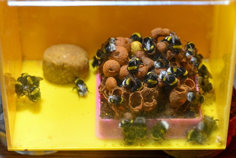 Örtü altı tarımın vazgeçilmezi olan bombus arısı üretimine Van'da da başlandı! Arıların Türkiye'deki sayısı 400 bine ulaştı - Resim: 19