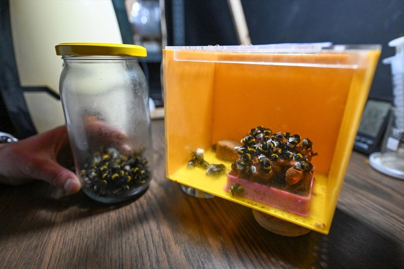 Örtü altı tarımın vazgeçilmezi olan bombus arısı üretimine Van'da da başlandı! Arıların Türkiye'deki sayısı 400 bine ulaştı - Resim: 20