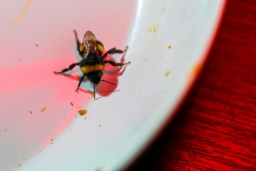 Örtü altı tarımın vazgeçilmezi olan bombus arısı üretimine Van'da da başlandı! Arıların Türkiye'deki sayısı 400 bine ulaştı - Resim: 21