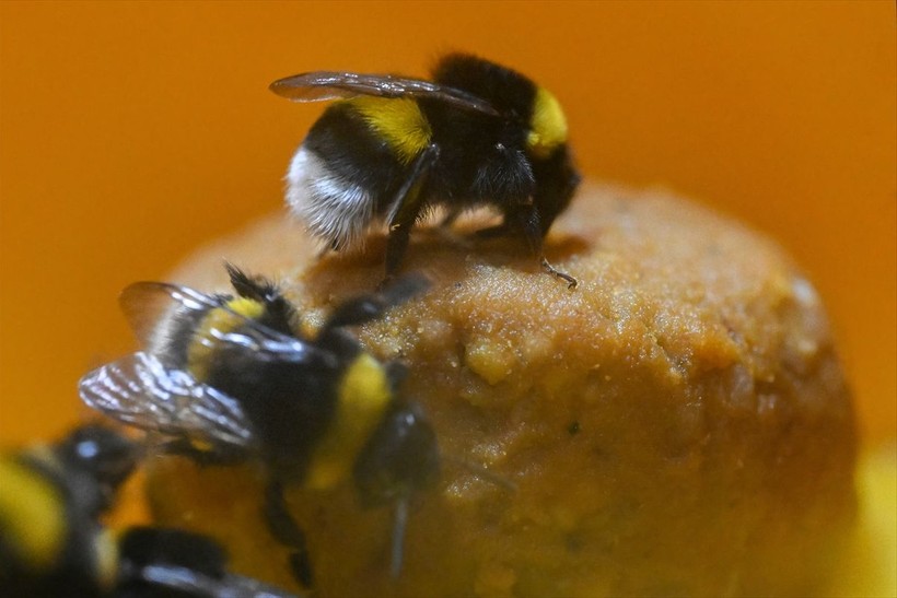 Örtü altı tarımın vazgeçilmezi olan bombus arısı üretimine Van'da da başlandı! Arıların Türkiye'deki sayısı 400 bine ulaştı - Resim: 23
