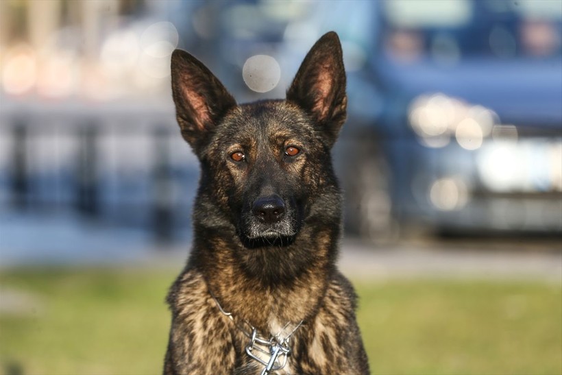 Depremin vurduğu illerdeki enkazlarda arama kurtarma köpekleri birçok kişinin hayatını kurtardı - Resim: 2