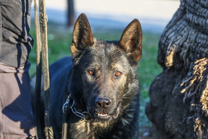 Depremin vurduğu illerdeki enkazlarda arama kurtarma köpekleri birçok kişinin hayatını kurtardı - Resim: 3