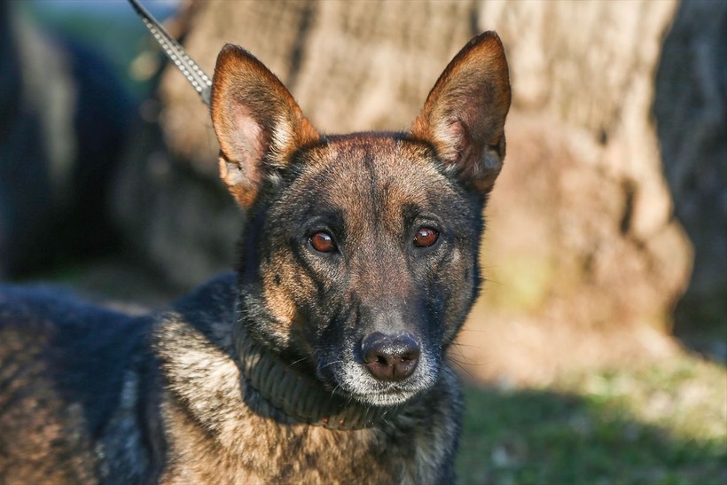Depremin vurduğu illerdeki enkazlarda arama kurtarma köpekleri birçok kişinin hayatını kurtardı - Resim: 5