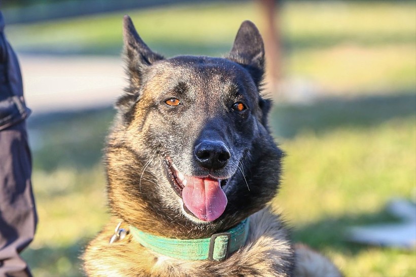 Depremin vurduğu illerdeki enkazlarda arama kurtarma köpekleri birçok kişinin hayatını kurtardı - Resim: 6