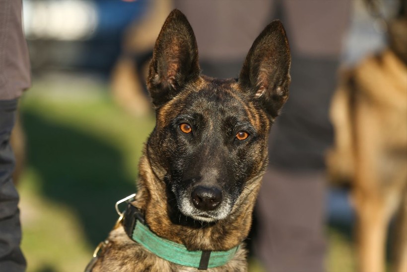 Depremin vurduğu illerdeki enkazlarda arama kurtarma köpekleri birçok kişinin hayatını kurtardı - Resim: 8