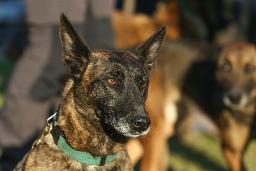 Depremin vurduğu illerdeki enkazlarda arama kurtarma köpekleri birçok kişinin hayatını kurtardı - Resim: 10