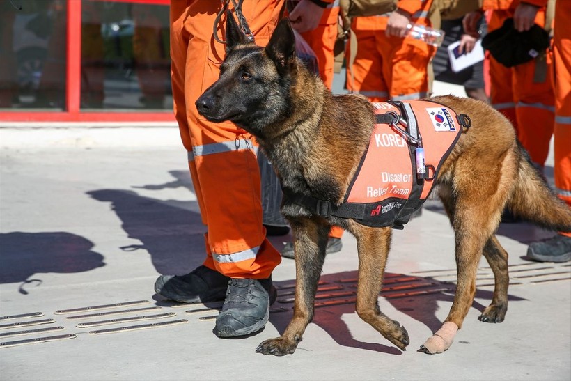 Depremin vurduğu illerdeki enkazlarda arama kurtarma köpekleri birçok kişinin hayatını kurtardı - Resim: 11
