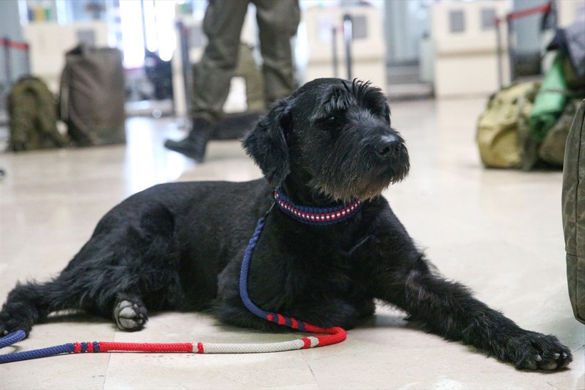 Depremin vurduğu illerdeki enkazlarda arama kurtarma köpekleri birçok kişinin hayatını kurtardı - Resim: 13