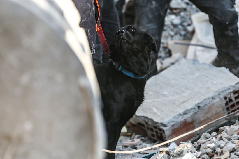Depremin vurduğu illerdeki enkazlarda arama kurtarma köpekleri birçok kişinin hayatını kurtardı - Resim: 14