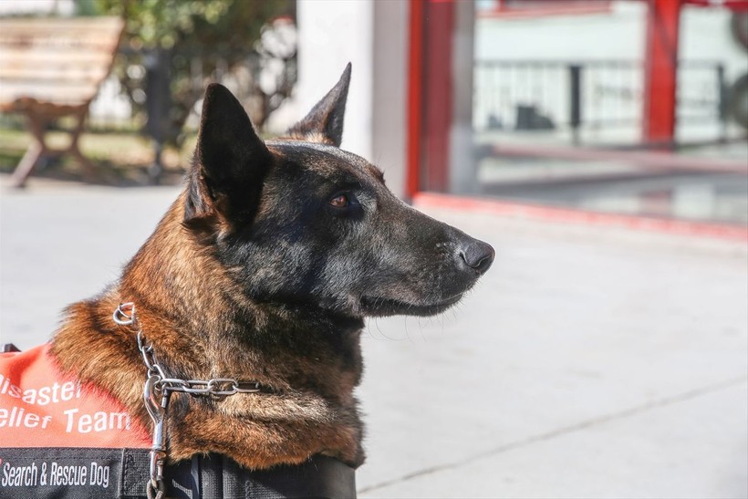 Depremin vurduğu illerdeki enkazlarda arama kurtarma köpekleri birçok kişinin hayatını kurtardı - Resim: 16