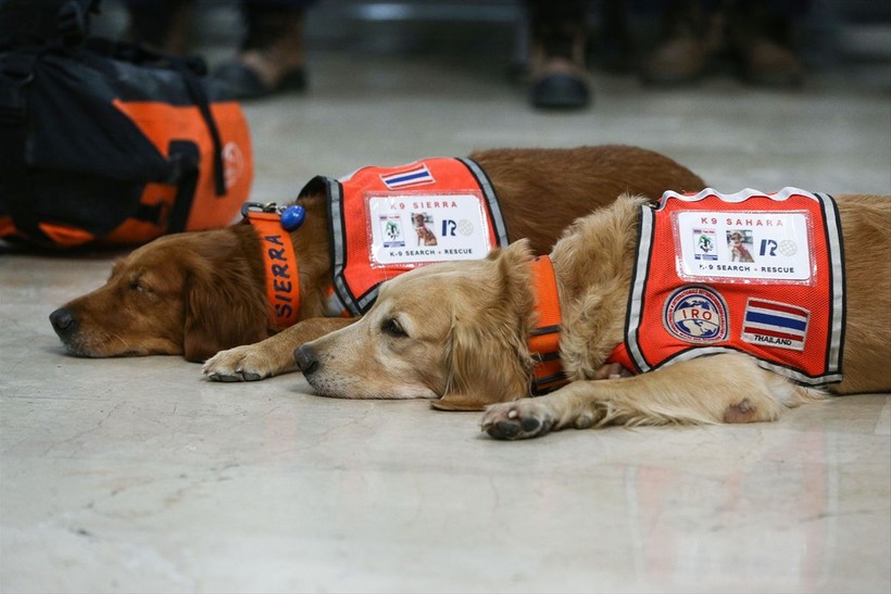 Depremin vurduğu illerdeki enkazlarda arama kurtarma köpekleri birçok kişinin hayatını kurtardı - Resim: 17
