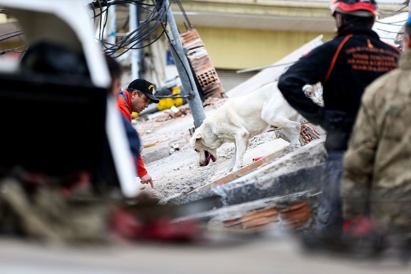 Depremin vurduğu illerdeki enkazlarda arama kurtarma köpekleri birçok kişinin hayatını kurtardı - Resim: 18