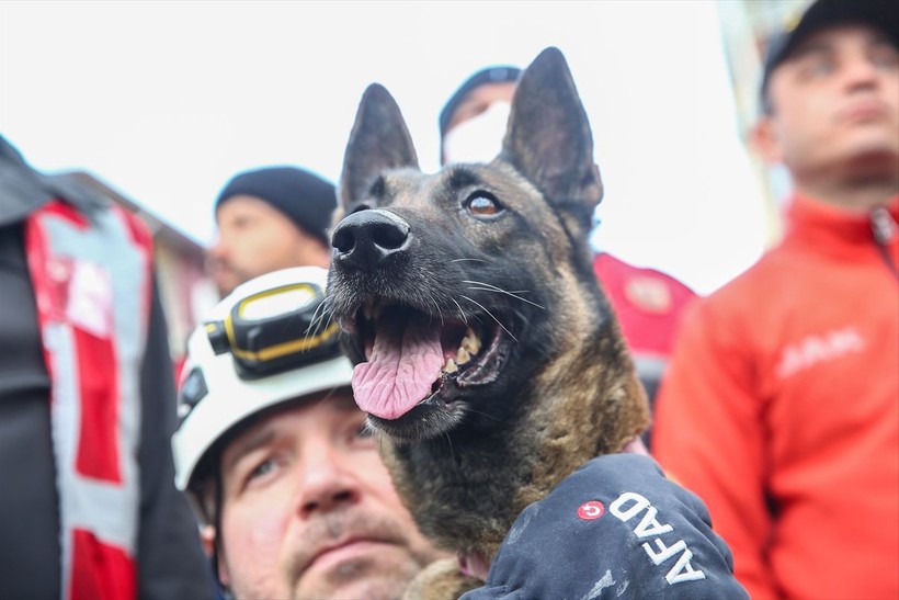 Depremin vurduğu illerdeki enkazlarda arama kurtarma köpekleri birçok kişinin hayatını kurtardı - Resim: 20