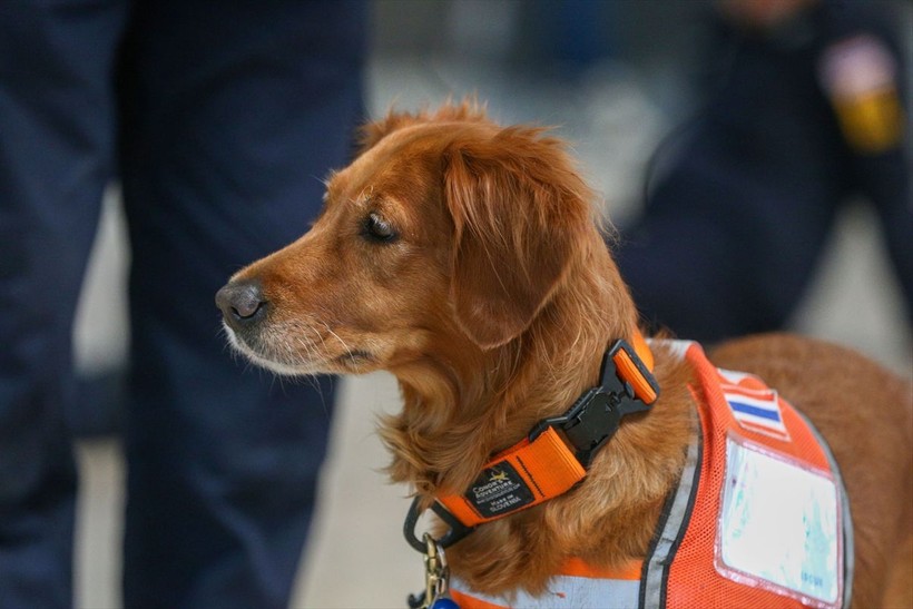 Depremin vurduğu illerdeki enkazlarda arama kurtarma köpekleri birçok kişinin hayatını kurtardı - Resim: 22