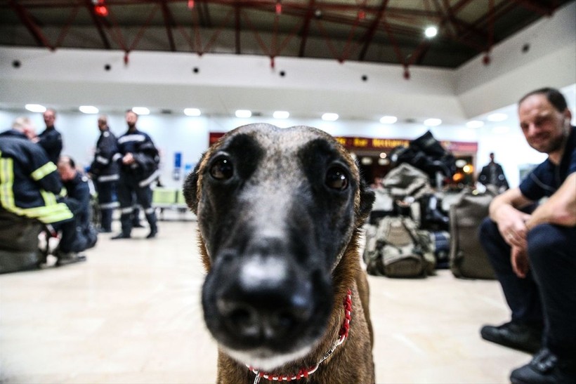 Depremin vurduğu illerdeki enkazlarda arama kurtarma köpekleri birçok kişinin hayatını kurtardı - Resim: 23