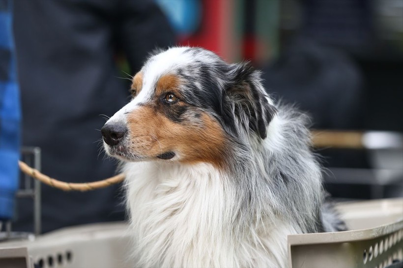 Depremin vurduğu illerdeki enkazlarda arama kurtarma köpekleri birçok kişinin hayatını kurtardı - Resim: 24