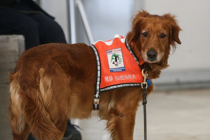 Depremin vurduğu illerdeki enkazlarda arama kurtarma köpekleri birçok kişinin hayatını kurtardı - Resim: 26