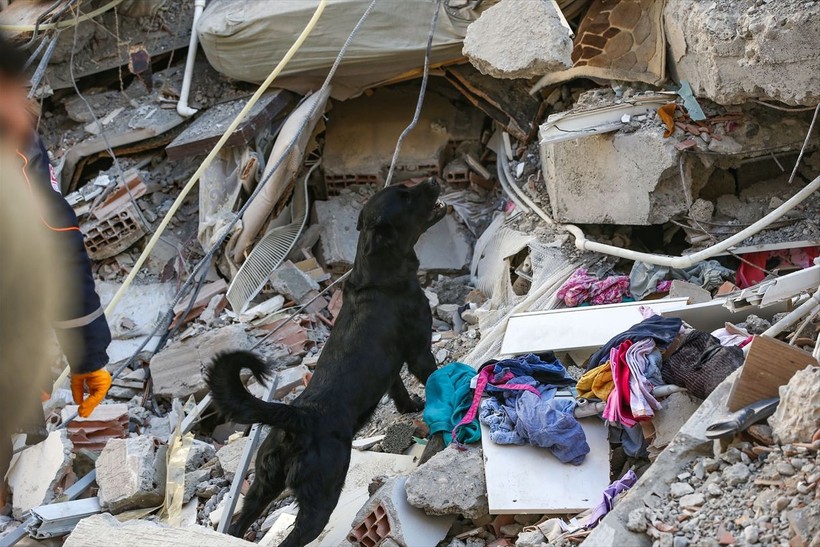 Depremin vurduğu illerdeki enkazlarda arama kurtarma köpekleri birçok kişinin hayatını kurtardı - Resim: 27