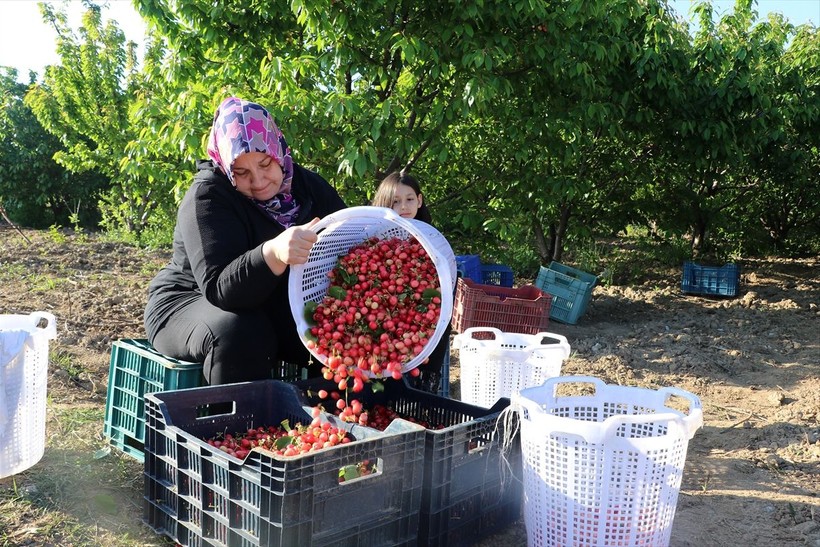 Manisa'da sezonun ilk kirazı çıktı! Erkenci kiraz açık artırmayla satıldı - Resim: 6