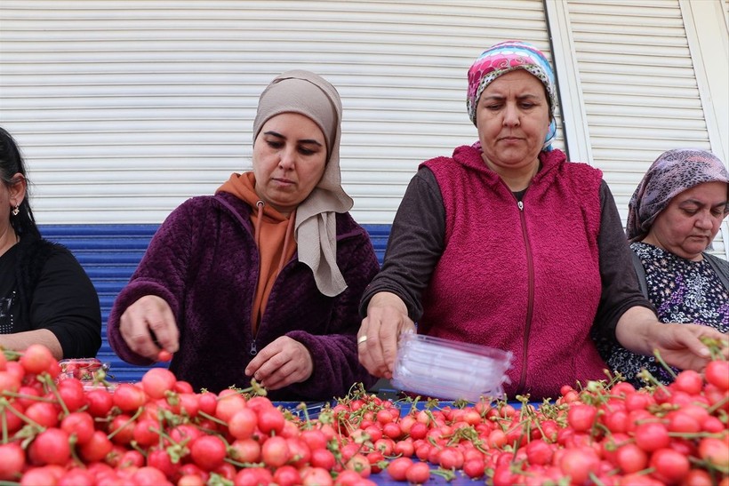 Manisa'da sezonun ilk kirazı çıktı! Erkenci kiraz açık artırmayla satıldı - Resim: 10