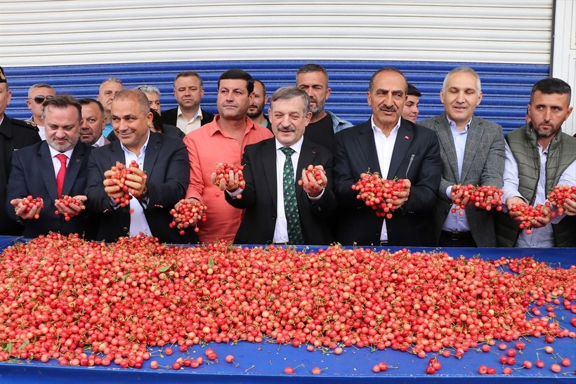 Manisa'da sezonun ilk kirazı çıktı! Erkenci kiraz açık artırmayla satıldı - Resim: 11