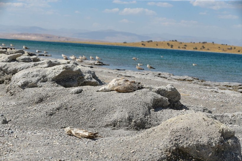 Van'da korkutan manzara! Martılar sıcaktan ölmeye başladı - Resim: 3