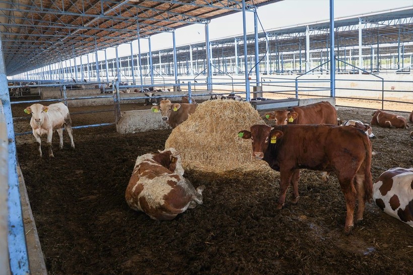 Gaziantep'teki dev tesiste hayvan tezeklerinden 4,5 megavatlık enerji üretiliyor - Resim: 3