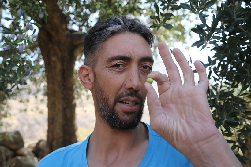 "Dünyanın en uzun adamı" Sultan, Derik zeytininin hasadına katıldı - Resim: 1