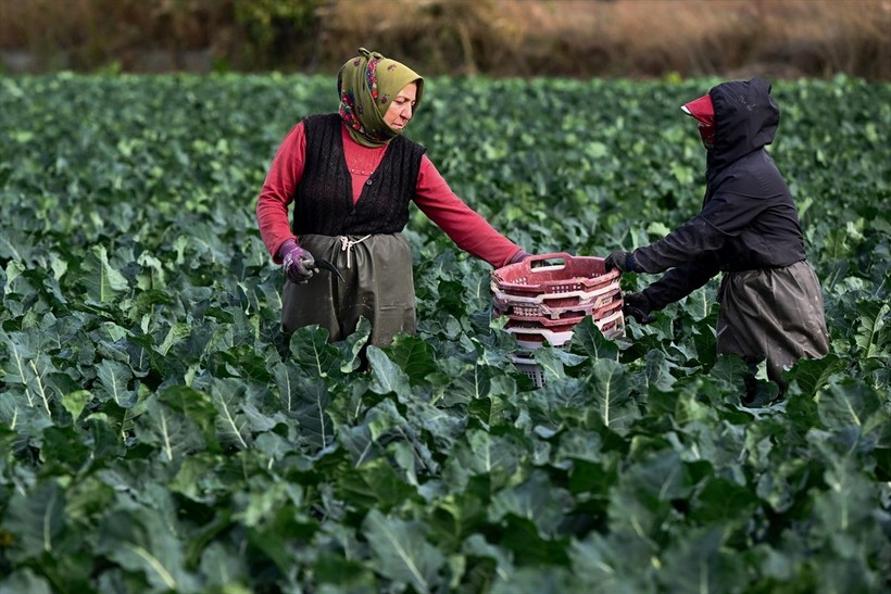 İzmir'de etkili olan yağmurlar çiftçinin yüzünü güldürdü - Resim: 21