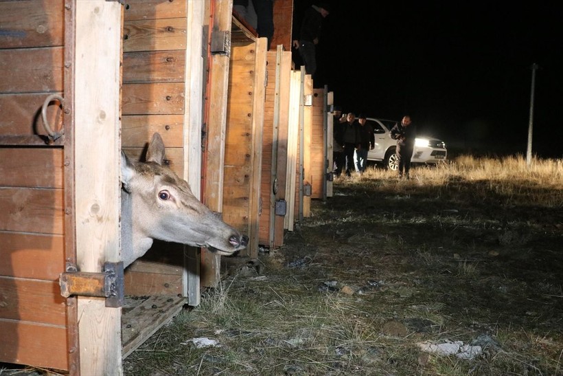 Salda Gölü çevresindeki ormana 6 kızıl geyik daha bırakıldı - Resim: 2