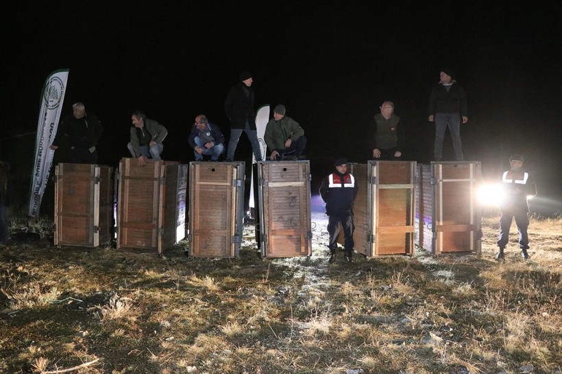 Salda Gölü çevresindeki ormana 6 kızıl geyik daha bırakıldı - Resim: 4