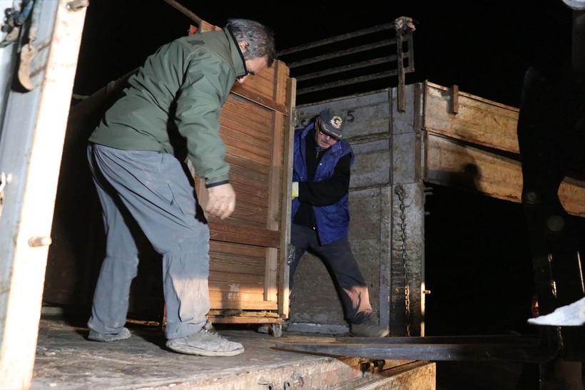 Salda Gölü çevresindeki ormana 6 kızıl geyik daha bırakıldı - Resim: 5