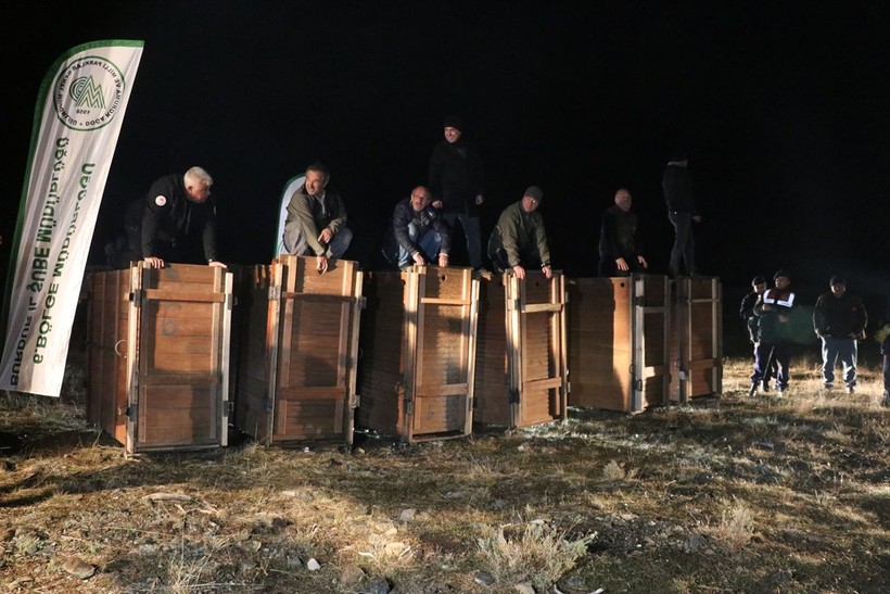 Salda Gölü çevresindeki ormana 6 kızıl geyik daha bırakıldı - Resim: 6