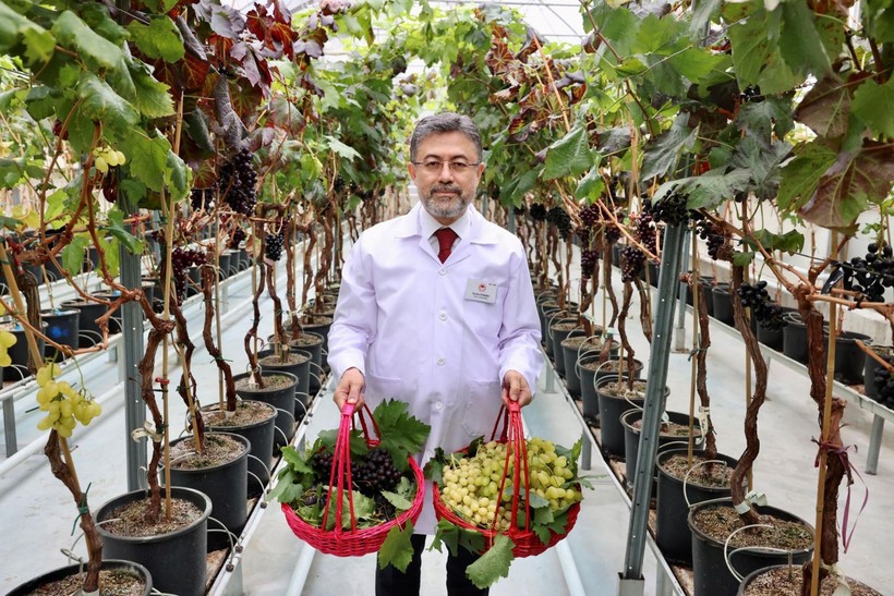 Bakan Yumaklı: Milletimiz zeytin üzerinden yapılan spekülasyonlara itibar etmesin - Resim: 12